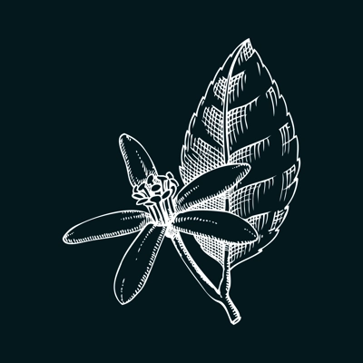 Vintage lime flower sketch on chalkboard. Citrus fruit blossom hand-drawn vector illustration. Exotic plant drawing in engraved style. Botanical design element. NOT AI-generated